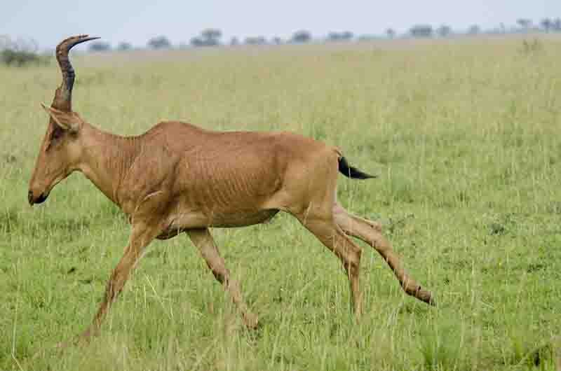117 - Alcefalo de Jackson corriendo - parque nacional de las cataratas Murchison - Uganda